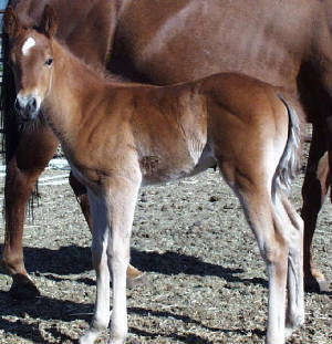 callierose2009filly6cropped.jpg